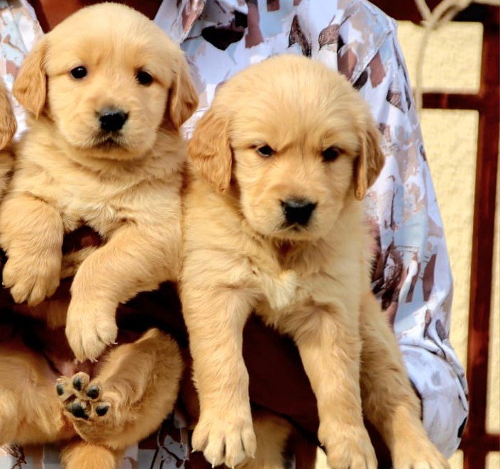 Order Female Golden Retriever Puppy from Hyderabad